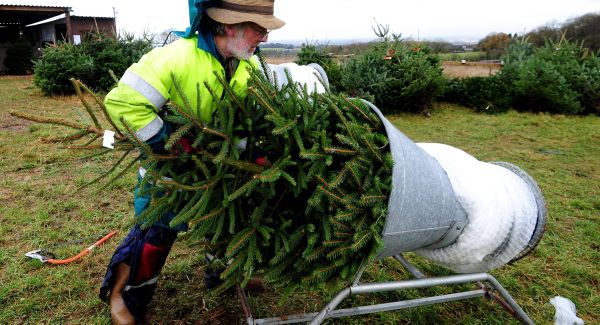 Bradgate Tree Plantation manager Geoff prepares a Christmas tree for sale