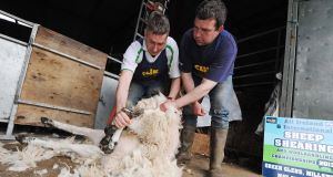 Conor Power sheep shearing with the guidance of Tim Creedon