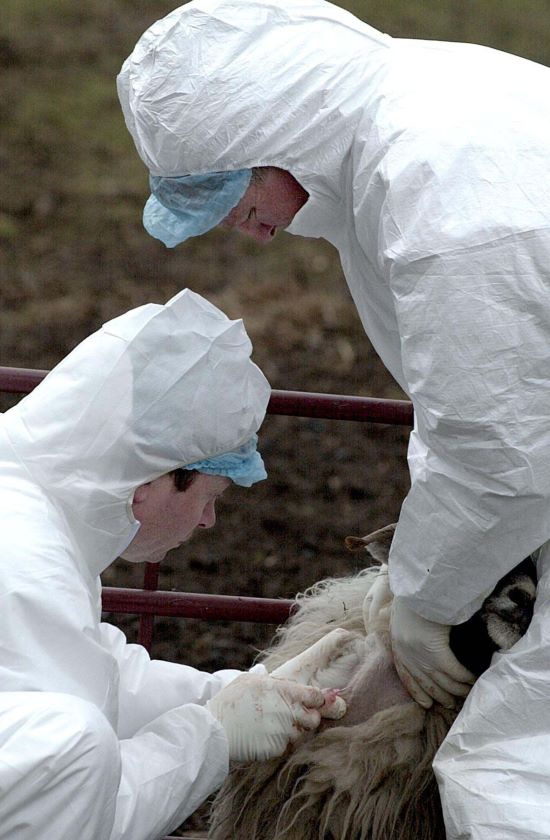 Department of Agriculture vets test sheep for foot-and-mouth disease on a Dundalk farm.