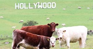 Welcome to the real Hollywood |...