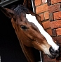 Kauto Star Kauto Star