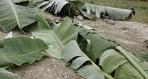 Banana leaves cover bodies recovered from a hillside grave yesterday in Maguindanao province in the Philippines. Banana leaves cover bodies recovered from a hillside grave yesterday in Maguindanao province in the Philippines.