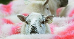 A sheep. (File photo)