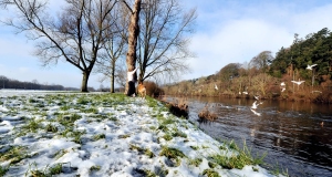 Yesterdays snow is seen beginning to thaw as a woman feeds the wildfowl on Corks River Lee this morning.
