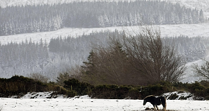 A lone horse stands in a snow-covered field in the Wicklow mountains this morning. Pic: PA