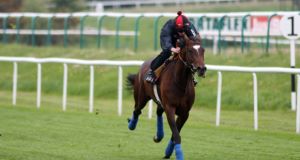 Telescope: Michael Stoute's colt will miss  the Derby because of a sore shin.
